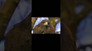 Hawks eye #shorts #birds #hawks