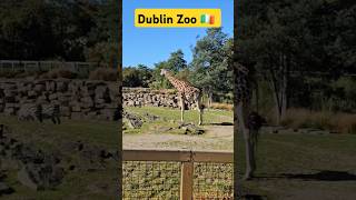 Dublin zoo #zoo #reels #shorts #love #trending #funny #youtubeshorts