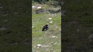 Black Bear Running Up a Mountain at Lost Lake in Nederland Colorado