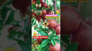 Pomegranate farming #डाळिंब #sheti #farming #reel #farming #kisan #pomogranate #npk