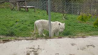 Weiße Tiger in Tier Erlebnispark Bell😍😲😲😲