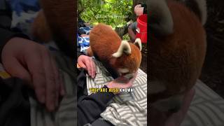 Cute Red Panda | A Curious and Adaptable Animal ❤️ #shorts_ #youtubeshorts