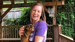 Wildlife Wonders at 1pm- Kinkajou