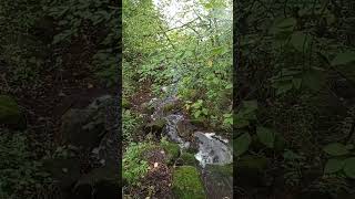 Forest stream