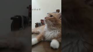 kucing lucu koko namanya tpi sayang hilang kucingnya