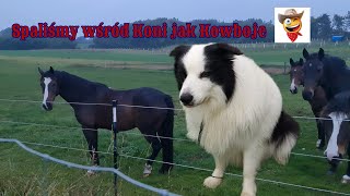 Spaliśmy wśród Koni jak Kowboje.Jedziemy nad Bałtyk #bordercollie #caravaning #monio #przyczepa