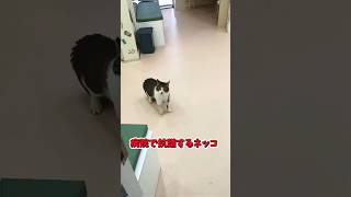 ツッコミどころ満載なおもしろ猫動画5選！③  #ネコ #子猫  #鳴き声 #動物