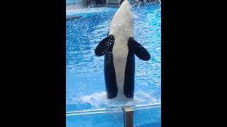 Sea world killer whale show