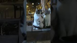 CAT from Jerusalem street cats #shorts