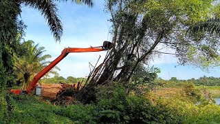 Jenis Pohon Yang Susah Di Tumbangkan‼️Excavator Long Arm Tumbang pohon Ara