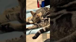 Funny cat licking ￼ #cat #cute #catlover #animals #music #kitten