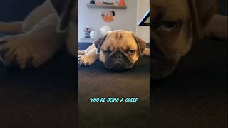 When I sleep 😴 #dog #pug #cute #funny #fyp #shorts