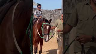 #horse #riding #krithvik #zoo #abudhabi