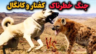 نبردباورنکردنی سگ کانگال و کفتار خالدار😱|کدوم حیوان برنده میشه؟!