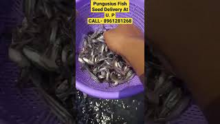 Pungusius Fish seed Delivery Kolkata To U. P. #fish #fishing #fishingvideo