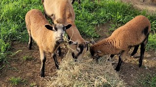 American Blackbelly Sheep