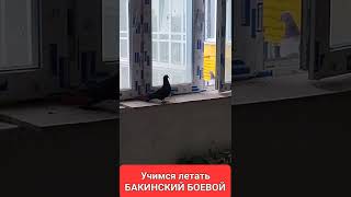 Учимся летать в квартире.