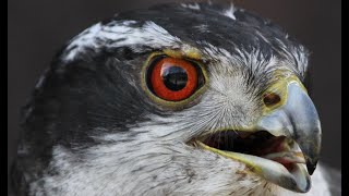 Goshawk vs Crows 20