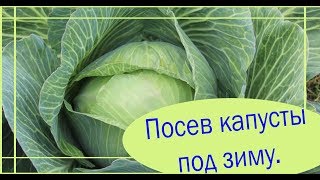 Посев капусты под зиму. Уникальная посадка. Сад и огород выпуск 280