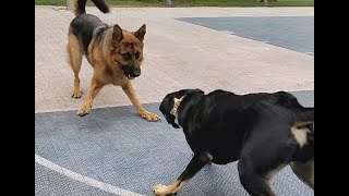 German Shepherd vs Rottweiler Mix - Friends or Enemies