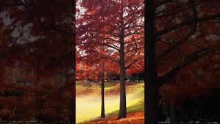 Beautiful fall colors #fall #autumn #nature #naturelovers #garden #shorts #shortvideo #short #new