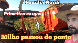 Começando a fazer a silagem de milho do tarde. O milho 🌽 passou do ponto de silagem. Milho safrinha.