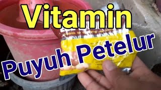 Vitamin yang Cocok untuk Puyuh Petelur, Menurut Pengalaman Saya