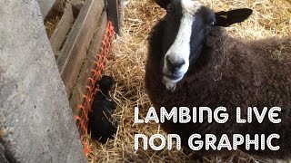 LAMBING LIVE 2016 (non graphic) | FARM FRIDAY #6