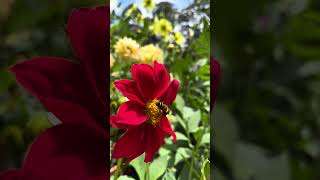 Bee collecting nectar