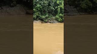 Fish Catching #netsfishing #tangguh#tradisionalaceh