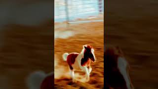 Baby horse zoomies #mortgagecowgirl #horse #minihorse #minitherapyhorse