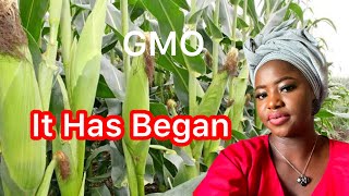 Nigeria  Approves GMO Corn For Planting, Amidst Food Insecurities. wow 😲