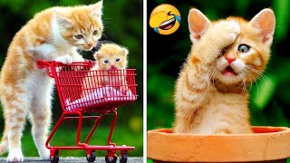 Cute Cats And Dogs That Will Make You Laugh 😂 - Funniest Animals Compilation #5