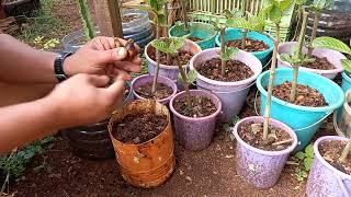 THESE SEEDLINGS SOON TO BE AVAILABLE AT FREDDIE'S FARM