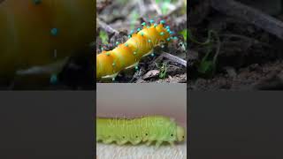 colourful caterpillar and green caterpillar so beautiful 🤩 crawl