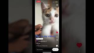 Funny cat! #subscribe #shortvideos #viral #crazy #chill #clean #cat #boop #mrbeast