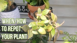 Repotting Plants...An Easy Chore