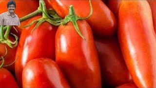 How to grow hybrid tomato in hydroponic system/హైబ్రోనిక్ వ్యవస్థలో హైబ్రిడ్ టమోటాను ఎలా పెంచుకోవాలి