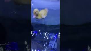 BEAUTIFUL DUCK IN FISH AQUARIUM #shorts #aquarium #viral #fish #beautiful #duck #pet