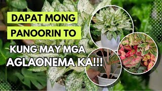 NAPAKA BISA NITO SA MGA AGLAONEMA MO!