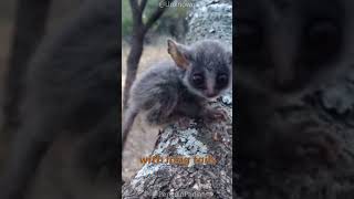 Baby Yoda Clone? | The Galagos!