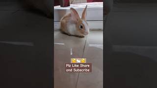 Cute Funny Baby #trending #rabbit #yt #cute #new #funny #pets #reels #viralvideo #motivation #review