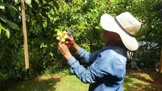 Growing Loquat Fruits in a Home Orchard in Jamaica