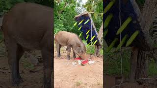 Build Wild boar Trap Using Big Palm tree& Wood Fall in to Deep Hole #wildanimal #shortvideo