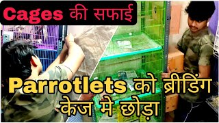 Tips to Clean Dirty Cages and Walls || Parrotlets Ready to Breed Again || All About Pets (Hindi)