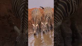 Zebras Drinking #shorts