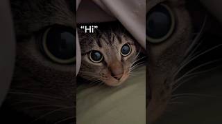 Cats can understand English well✨ #funnyvideo #funny #usacats #catfunny #foryou #animals #cat #pets