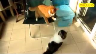 cute cats,fight 2