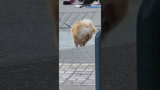 pomeranian cute moves