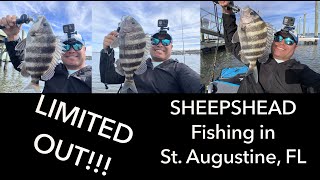 Catching a LIMIT of SHEEPSHEAD (SALT RUN in St. Augustine, FL)